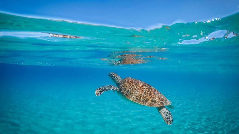 Private Yacht Charter in the Caribbean