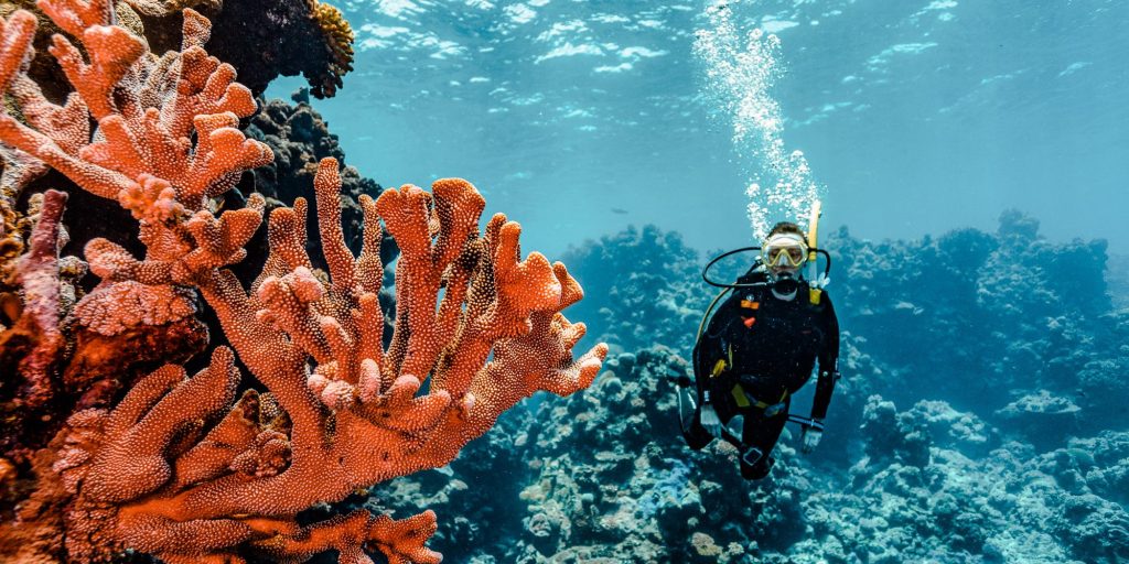 Volume V — Wild Blue Encounters: The Ocean’s Untold Stories